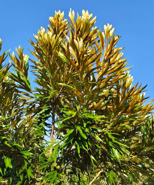 Golden Oak AVAONE1