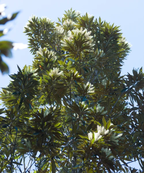 Golden Oak AVAONE2