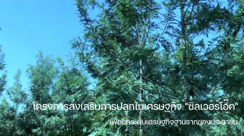 ซิลเวอร์โอ๊คออสเตรเลีย เอวาวัน ไม้แก้ปัญหาเศรษฐกิจ