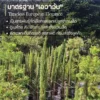 Italian Cypress1 Italian Cypress (สนดินสอ)