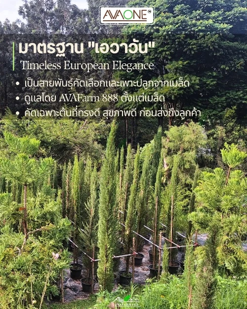 Italian Cypress1 Italian Cypress (สนดินสอ)