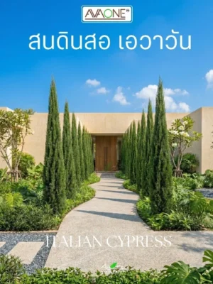 Italian Cypress (สนดินสอ)