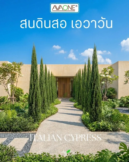 Italian Cypress11 Italian Cypress (สนดินสอ)