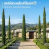 Italian Cypress4 Italian Cypress (สนดินสอ)