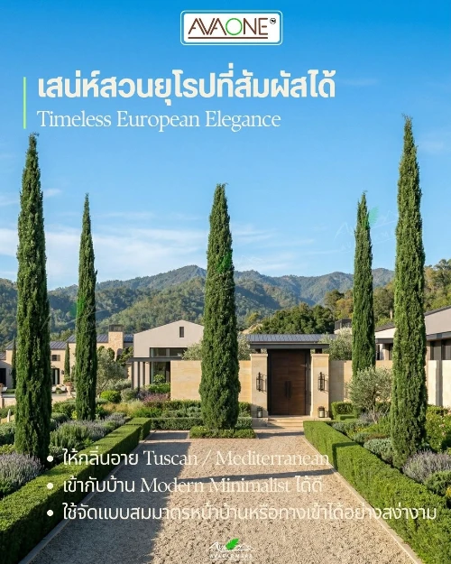 Italian Cypress4 Italian Cypress (สนดินสอ)