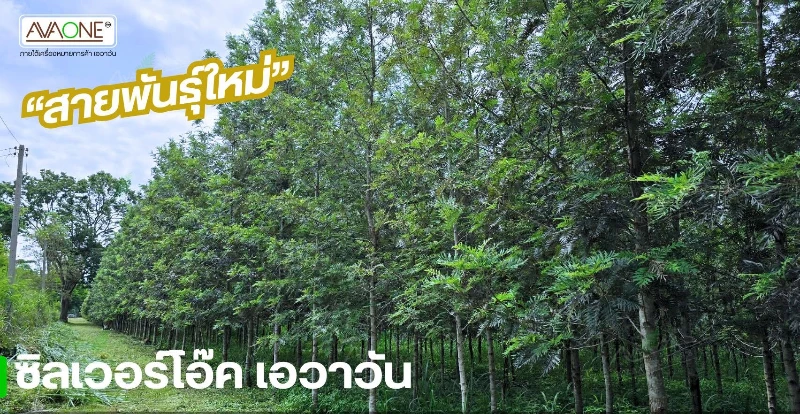 ซิลเวอร์โอ๊ค เอวาวัน